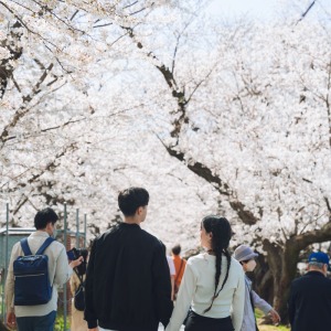 Kyoto couple photoshoot spring