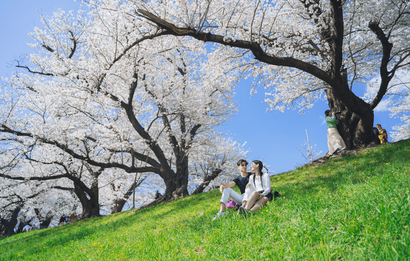 Spring photoshoot with sakura in Kyoto