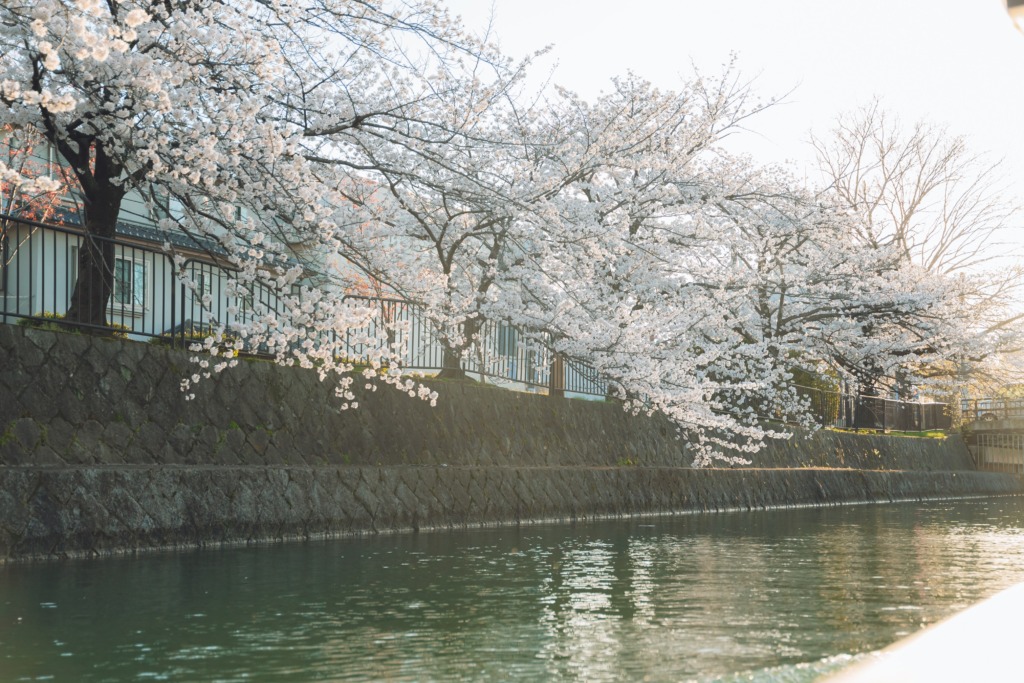 Boat ride through the Okazaki Canal surrounded by cherry blossoms in Kyoto, Japan