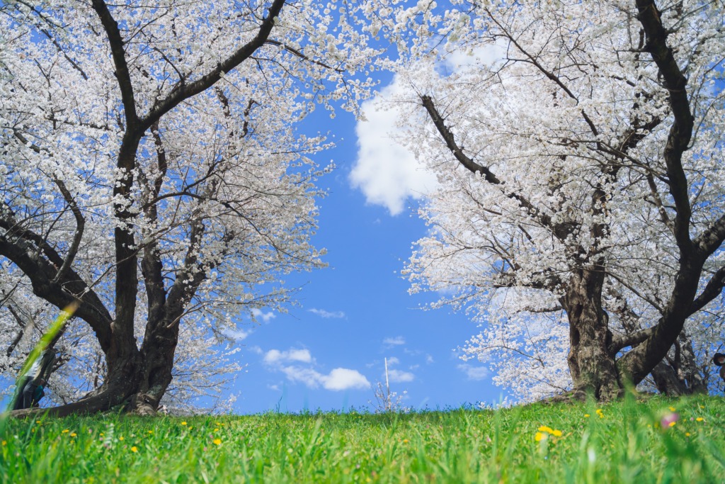 Blue sky framed by two Japanese cherry trees in full bloom