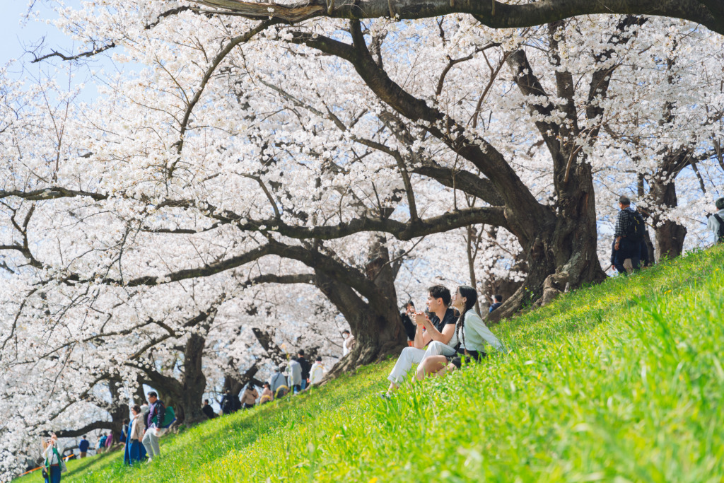 Couple photoshoot in a landscape with cherry blossoms in Kyoto, Japan