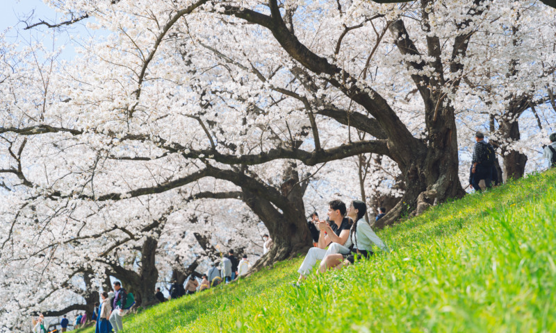 Couple photoshoot in a landscape with cherry blossoms in Kyoto, Japan